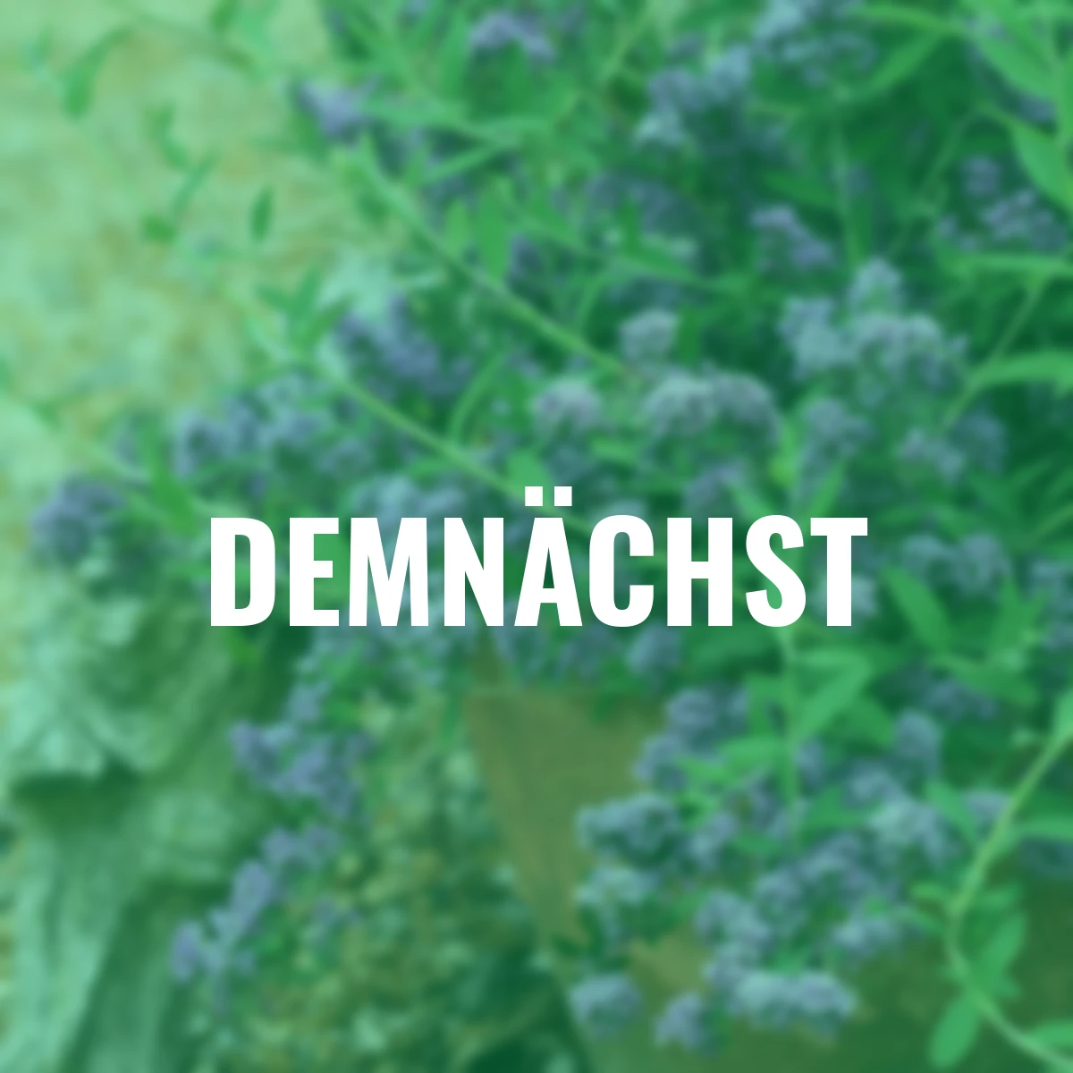 Wasserfall-Schmetterlingsflieder Unique(S), im ca. 19 cm-Topf