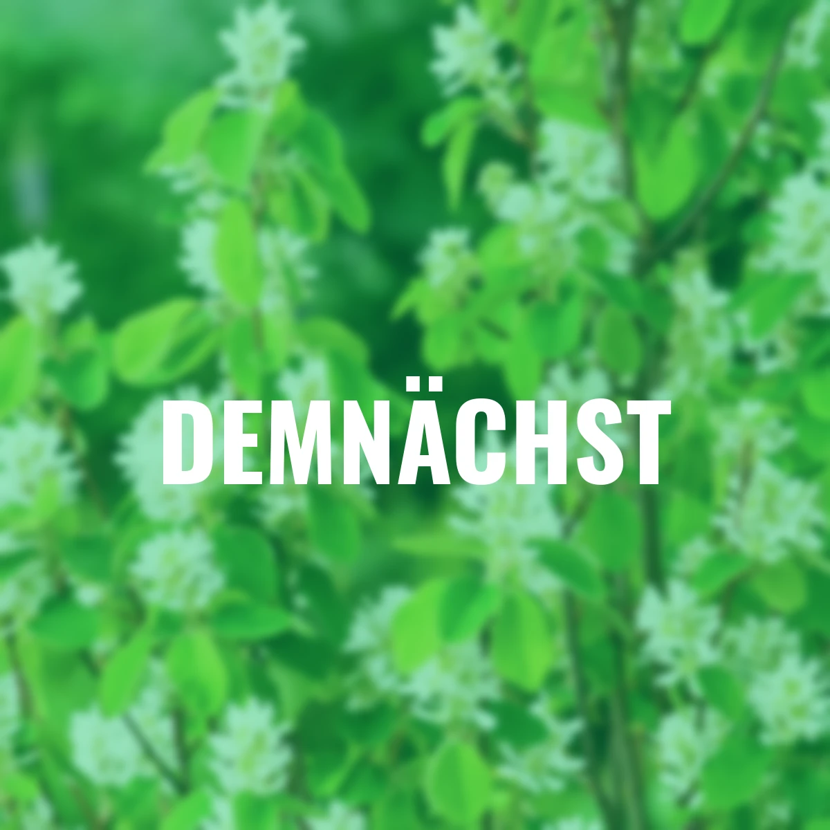 Saskatoonbeere Saskatoon Berry®