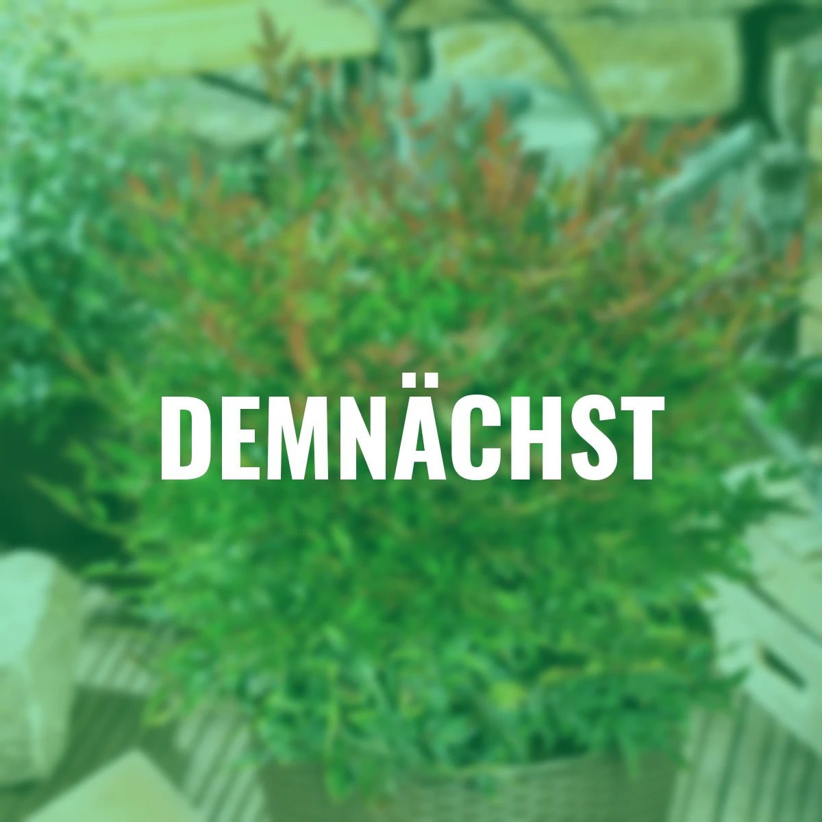 Heiliger Bambus Nandina