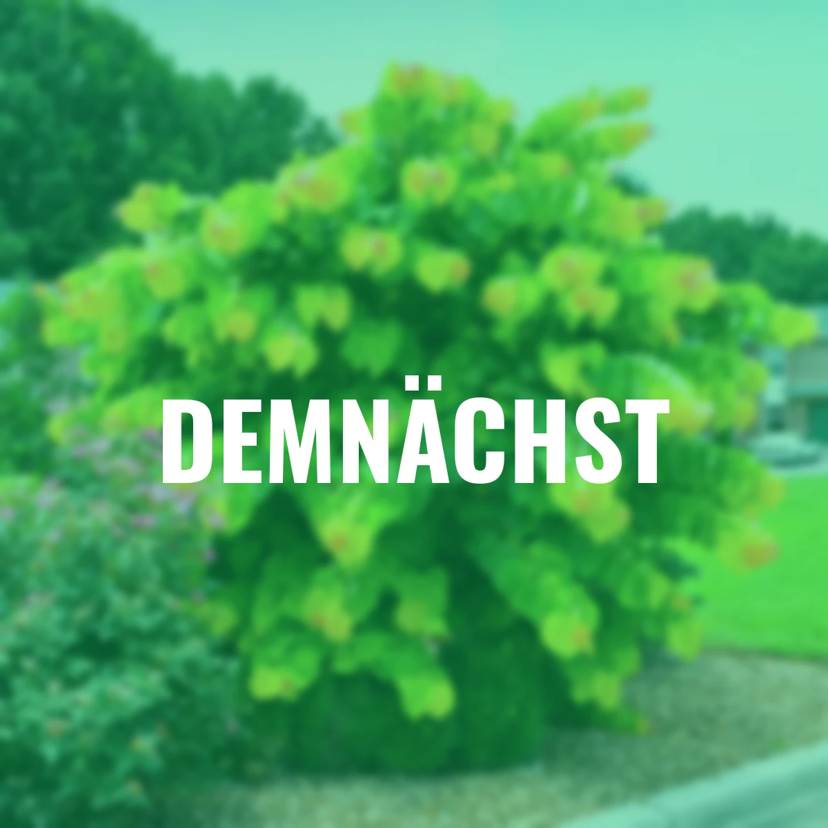 Kanadischer Judasbaum The Rising Sun