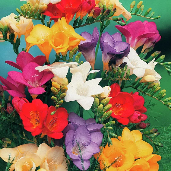 Freiland-Freesien-Mischung