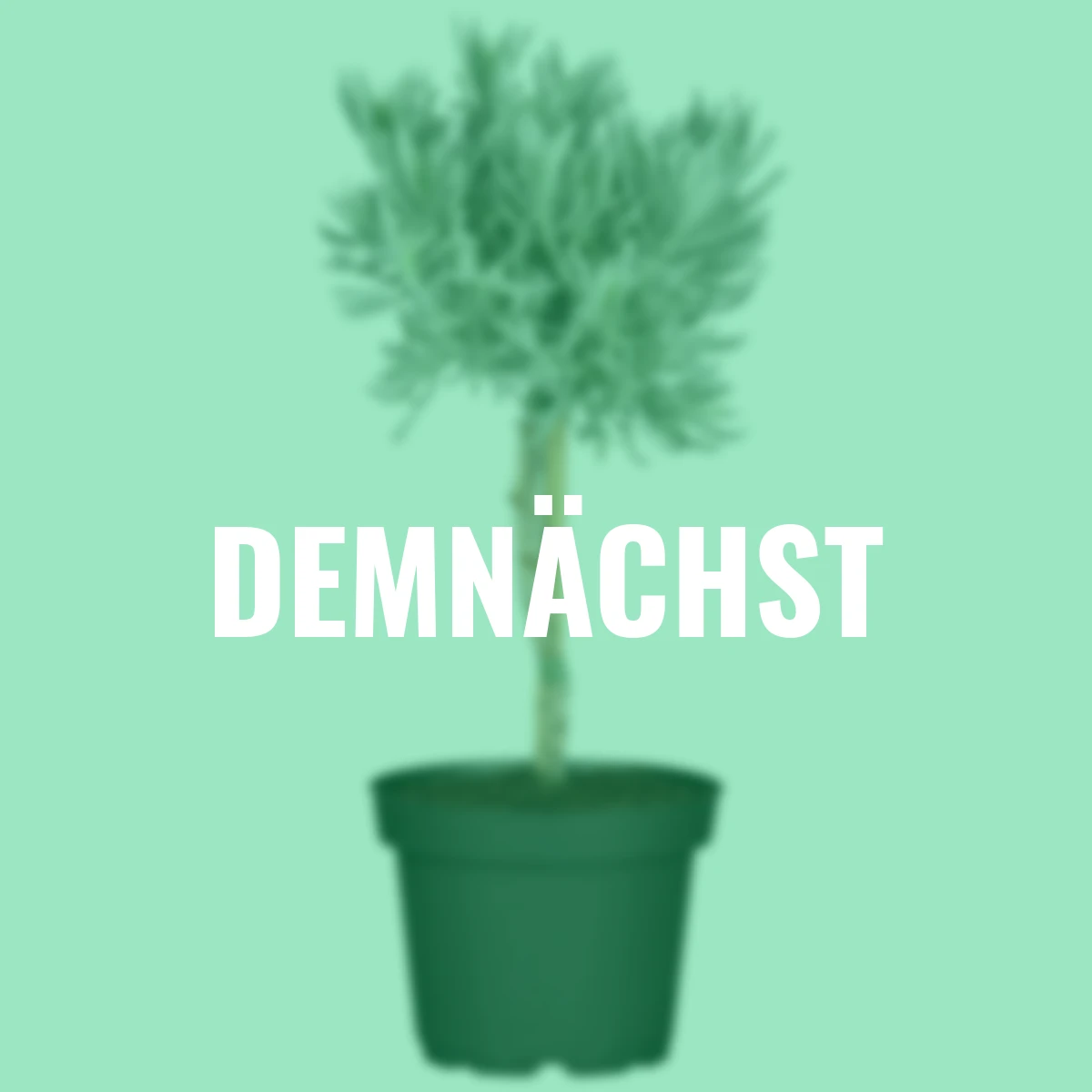 Eataliano Lavendel-Stämmchen, 14 cm-Topf