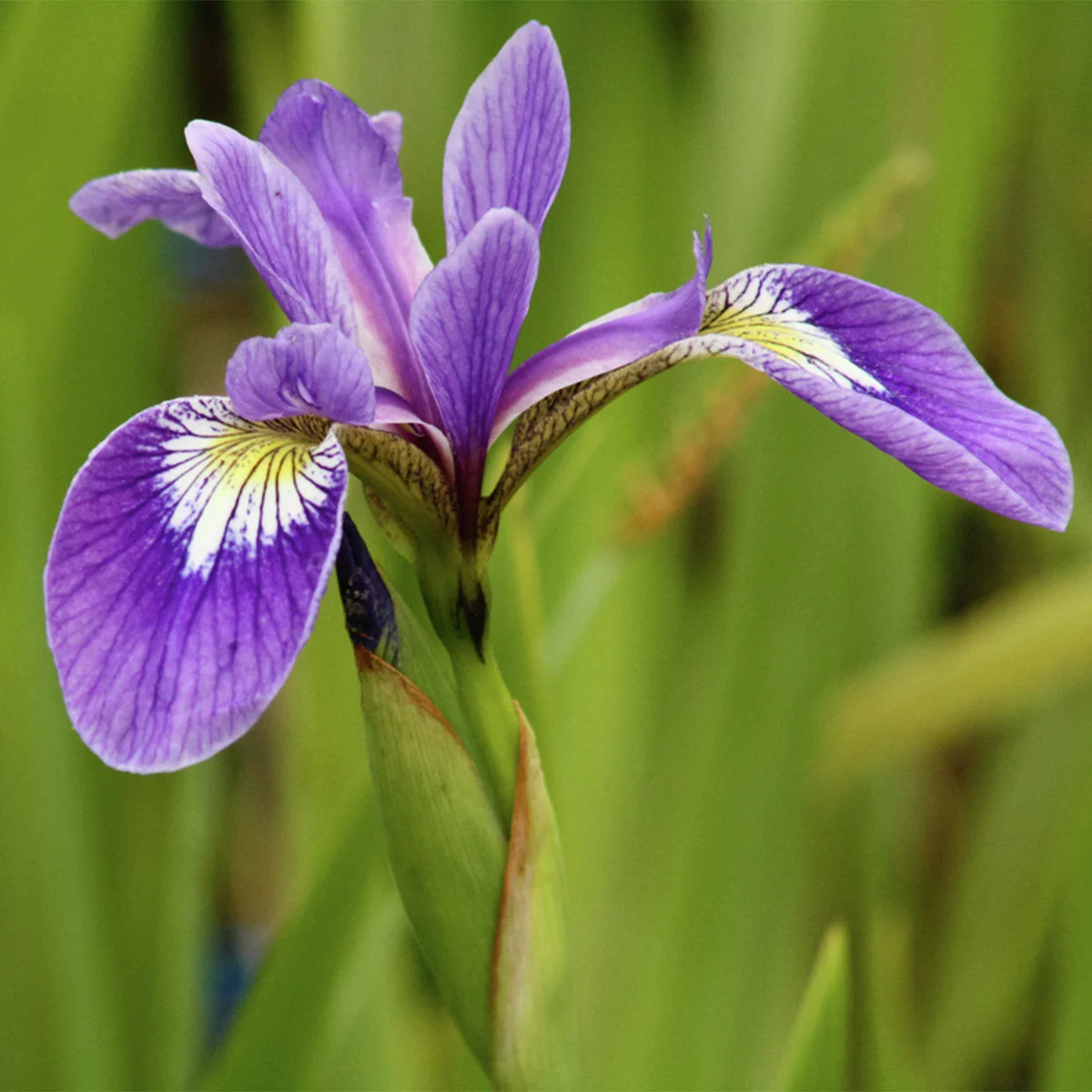 Amerikanische Sumpfschwertlilie, blau