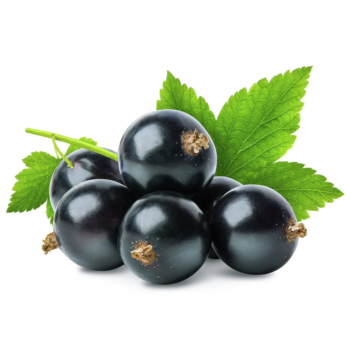 BIO Johannisbeere Titania