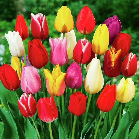 Tulpen-Mischung Farbenparade in Extragröße