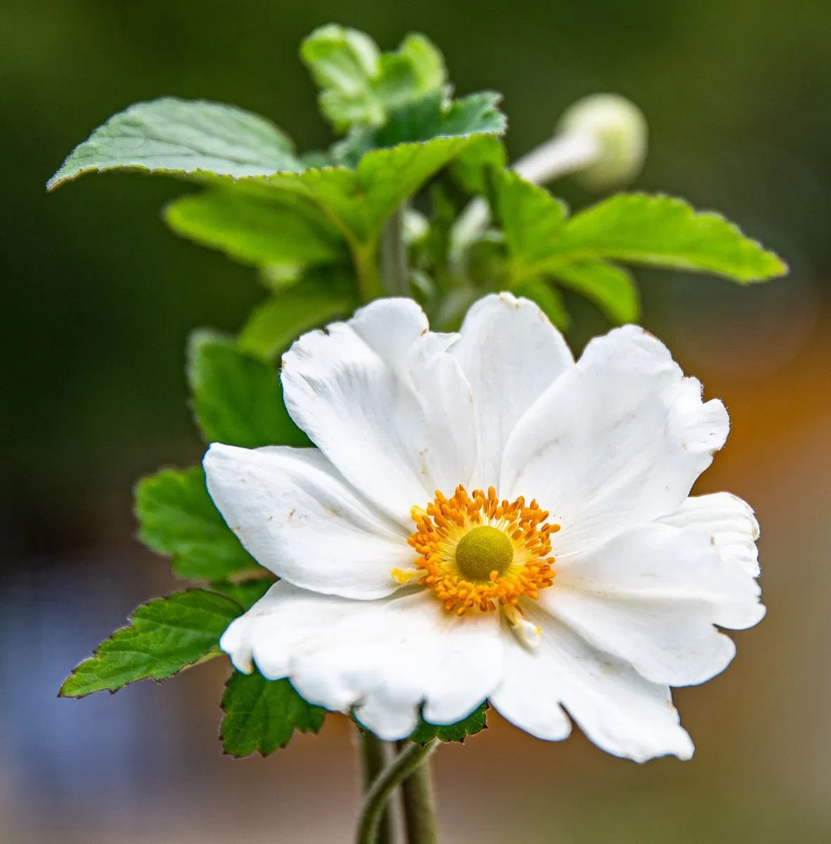 Herbst Anemone Andrea Atkins