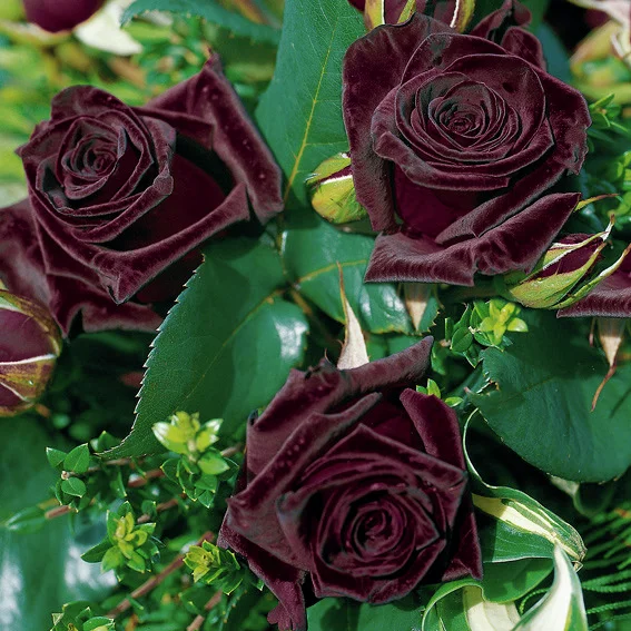 Edelrose Black Baccara®, wurzelverpackt