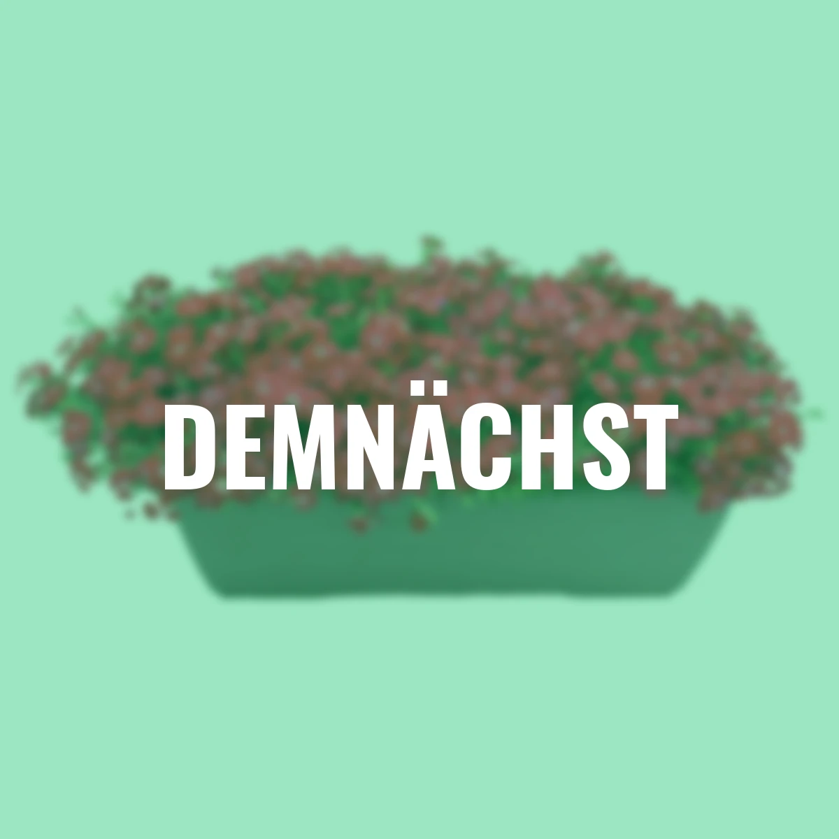 Kissen-Nelke Red Pillow