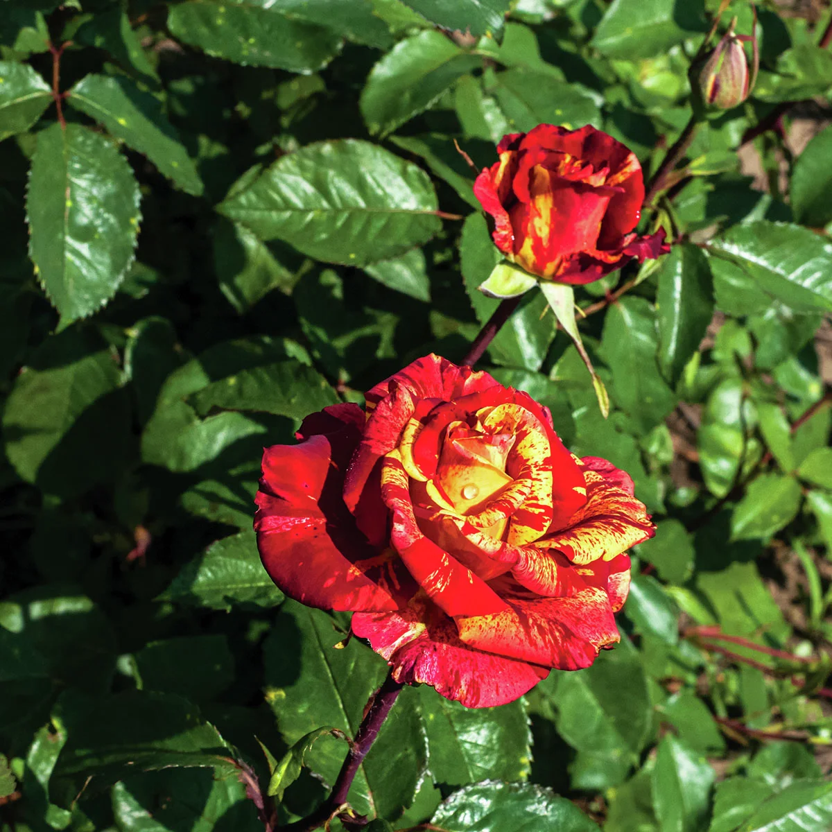 Edelrose  Valentina™ Freska®