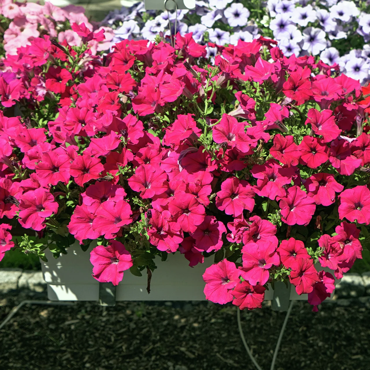 Riesenhängepetunie AlpeTunia® Hot Pink