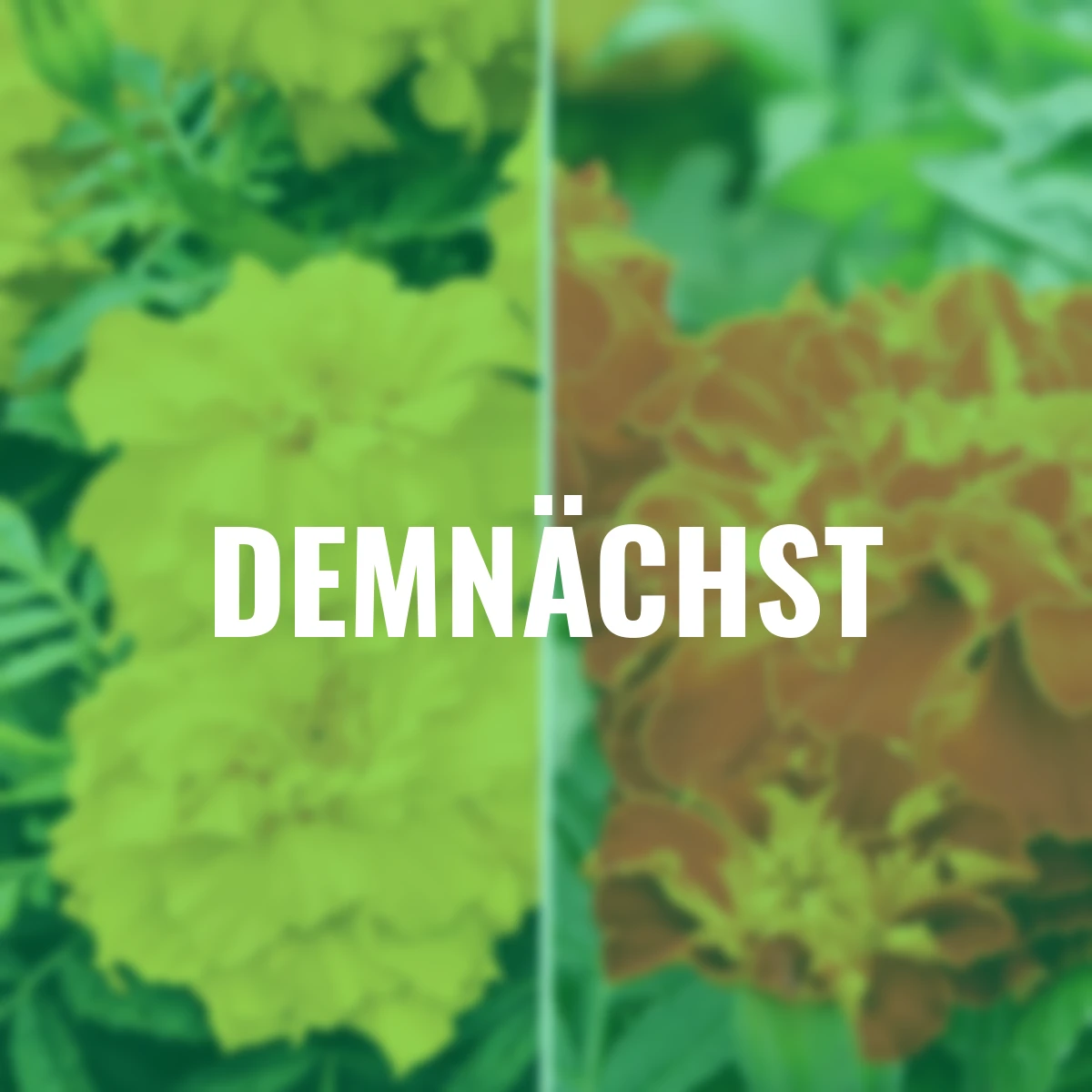 Blumensamen-Set Zenith-Tagetes
