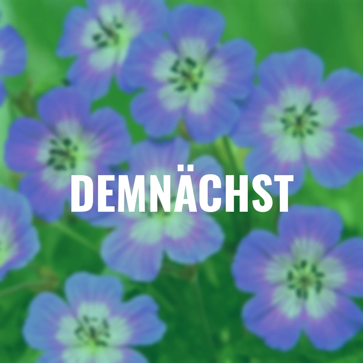 Storchschnabel Rise and Shine