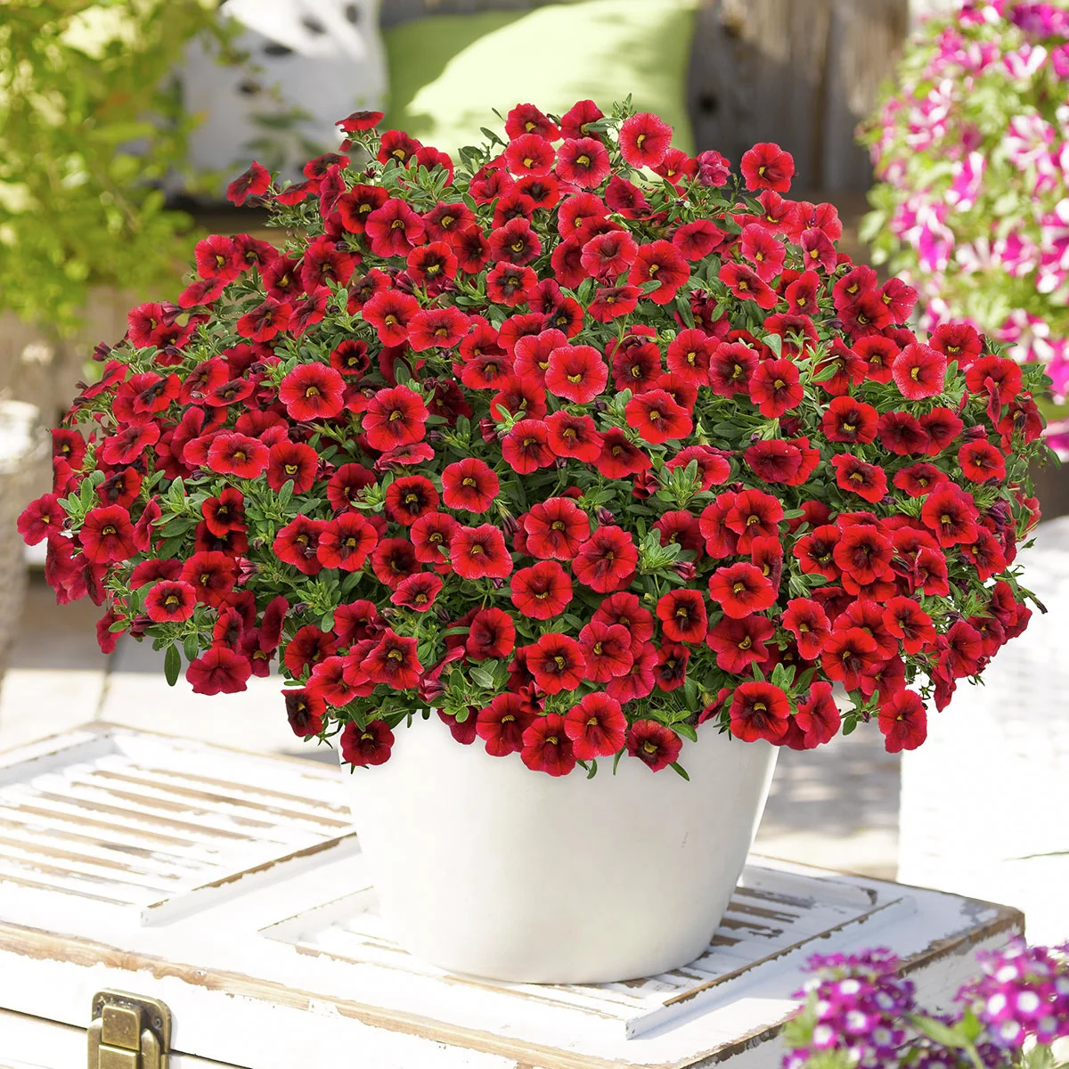 Zauberglöckchen, rot