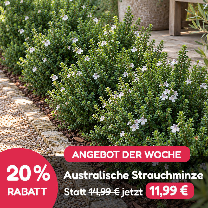 Angebot der Woche
