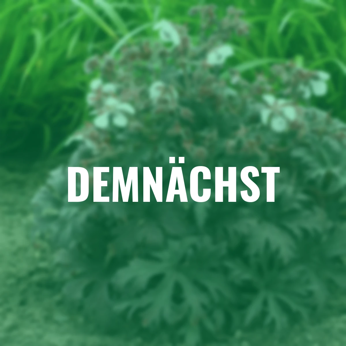 Storchschnabel Purple Ghost