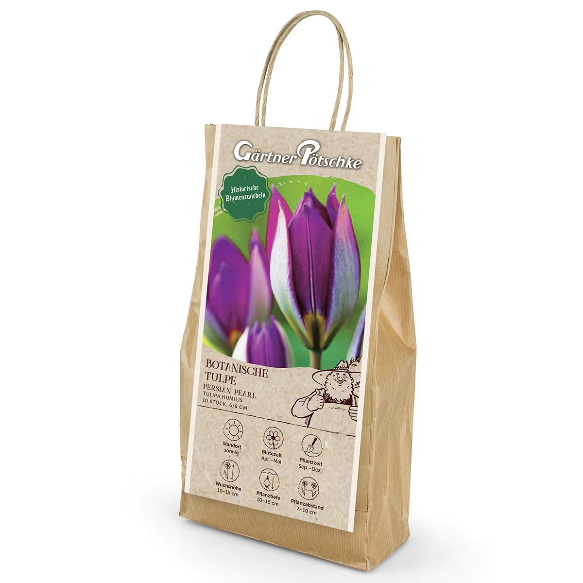 Tulpe Persian Pearl
