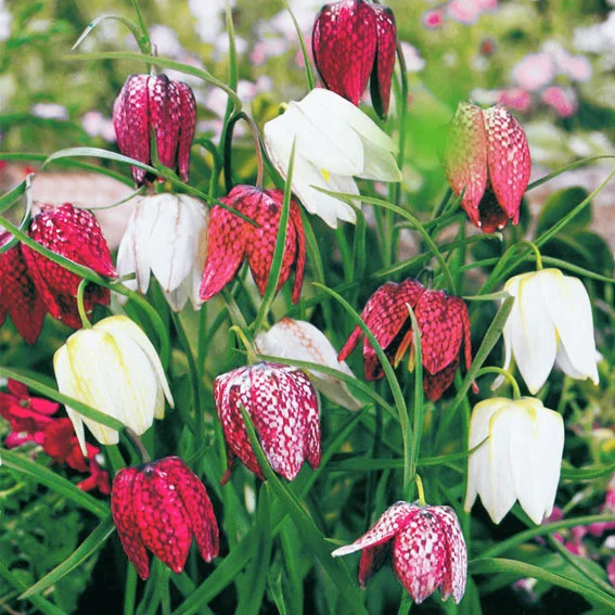 Schachbrettblumen
