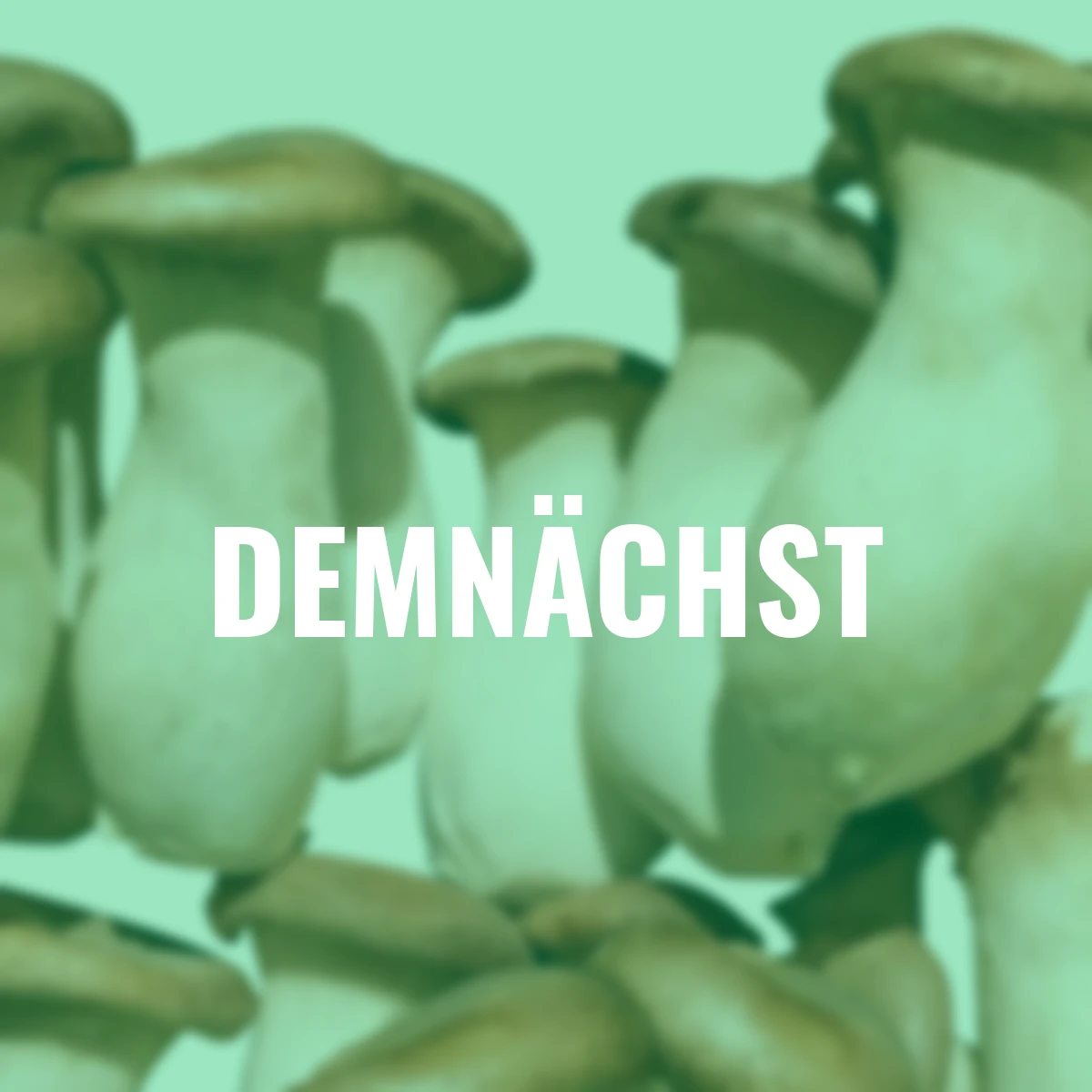 Dübel-Pilzkultur Kräuterseitling