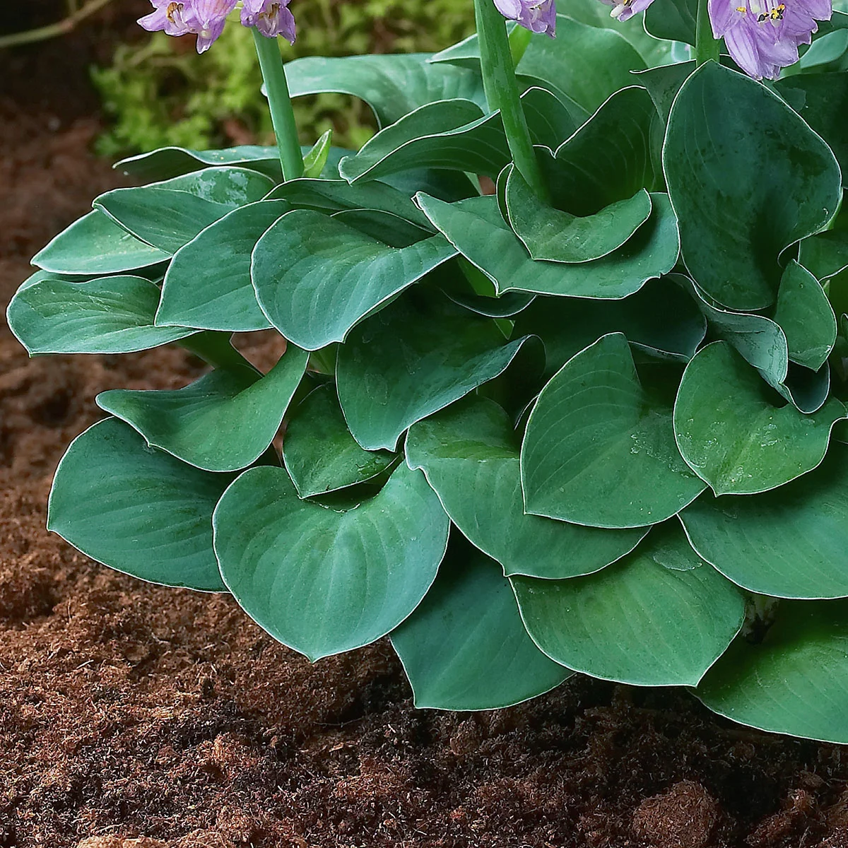 Funkie Blue Mouse Ears