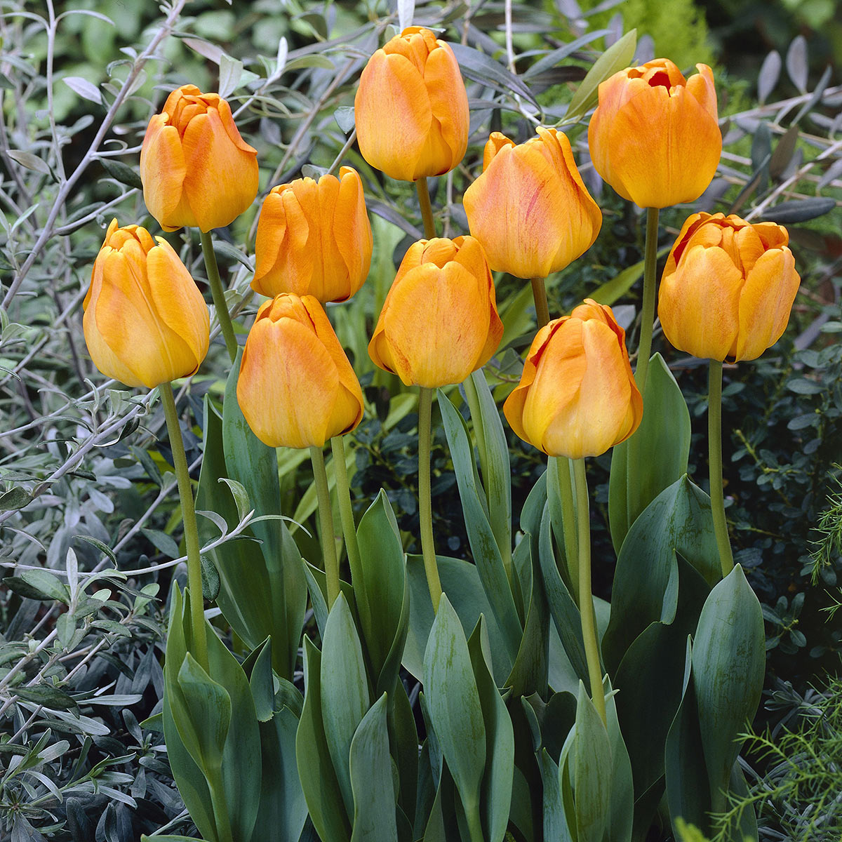 Tulpe Orange Lion