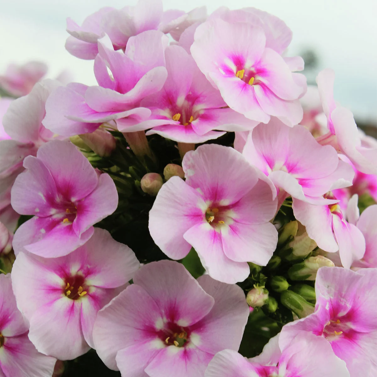 Phlox Younique Bicolor