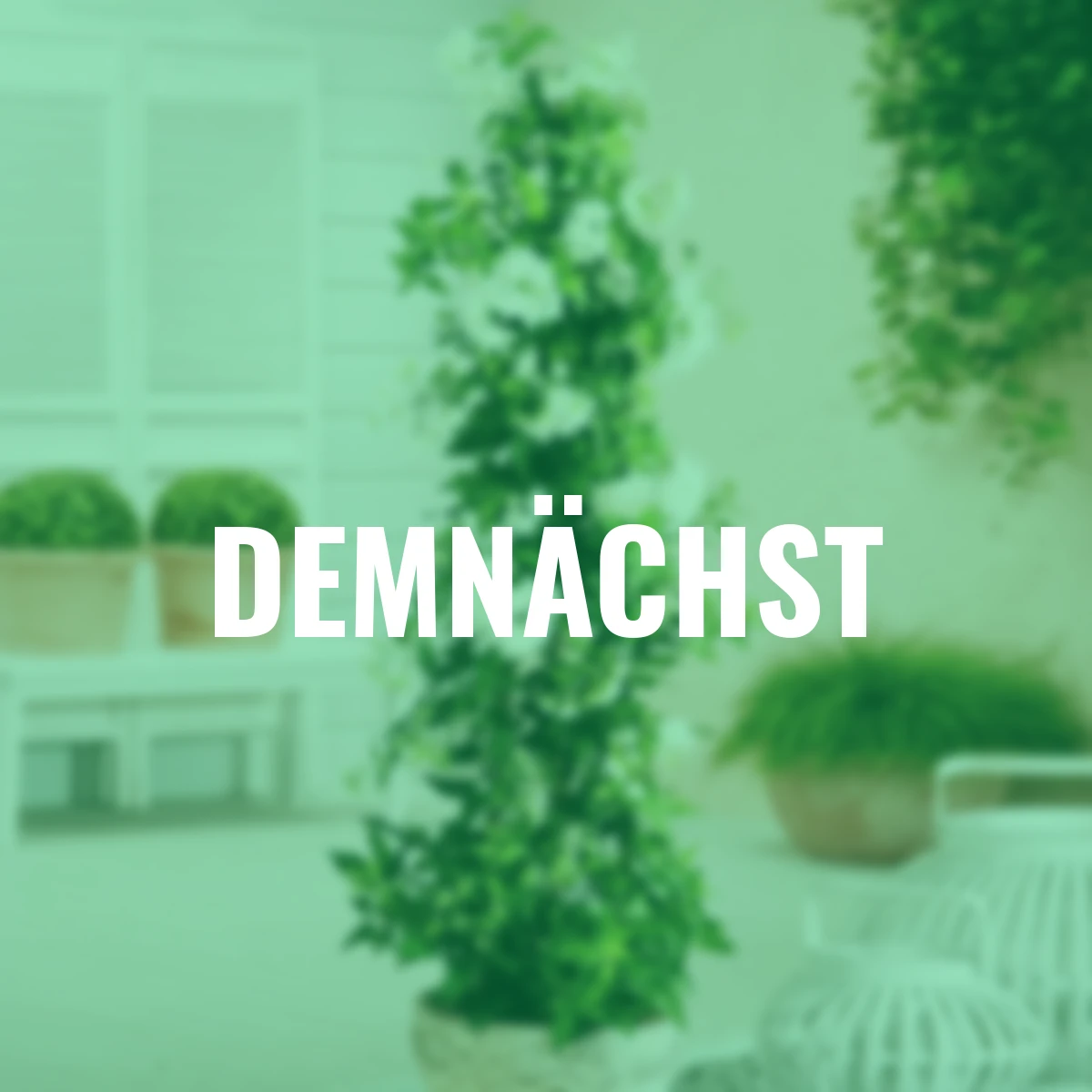 Sommer-Jasmin-Pyramide, weiß,