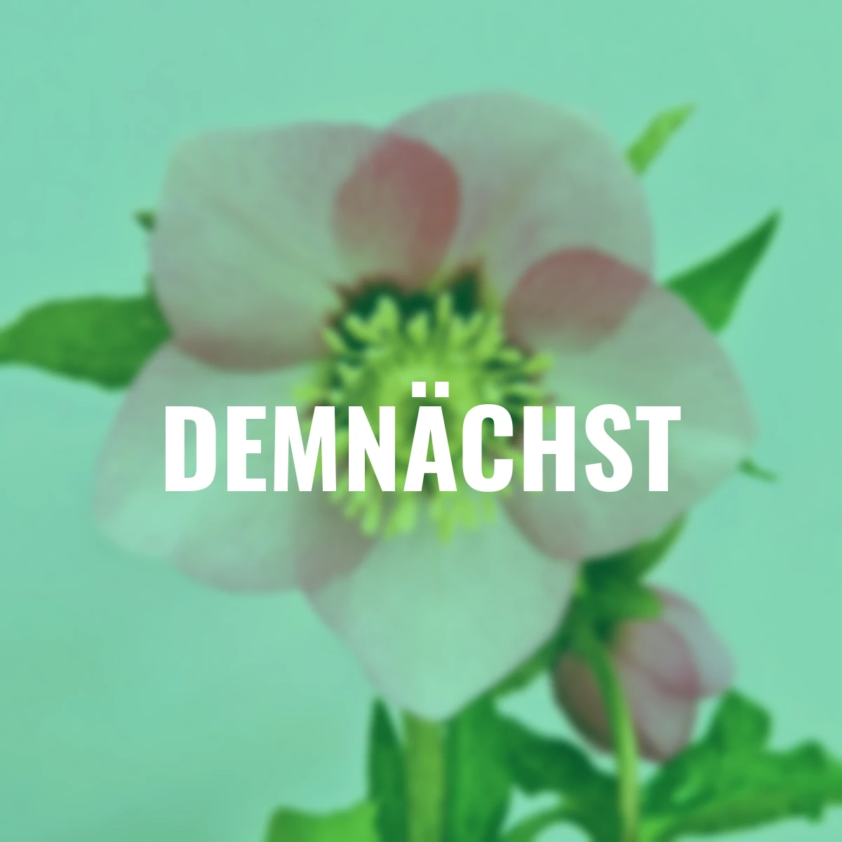 Lenzrose Ashwood Peach Cocktail, Höhe ca. 20-25 cm