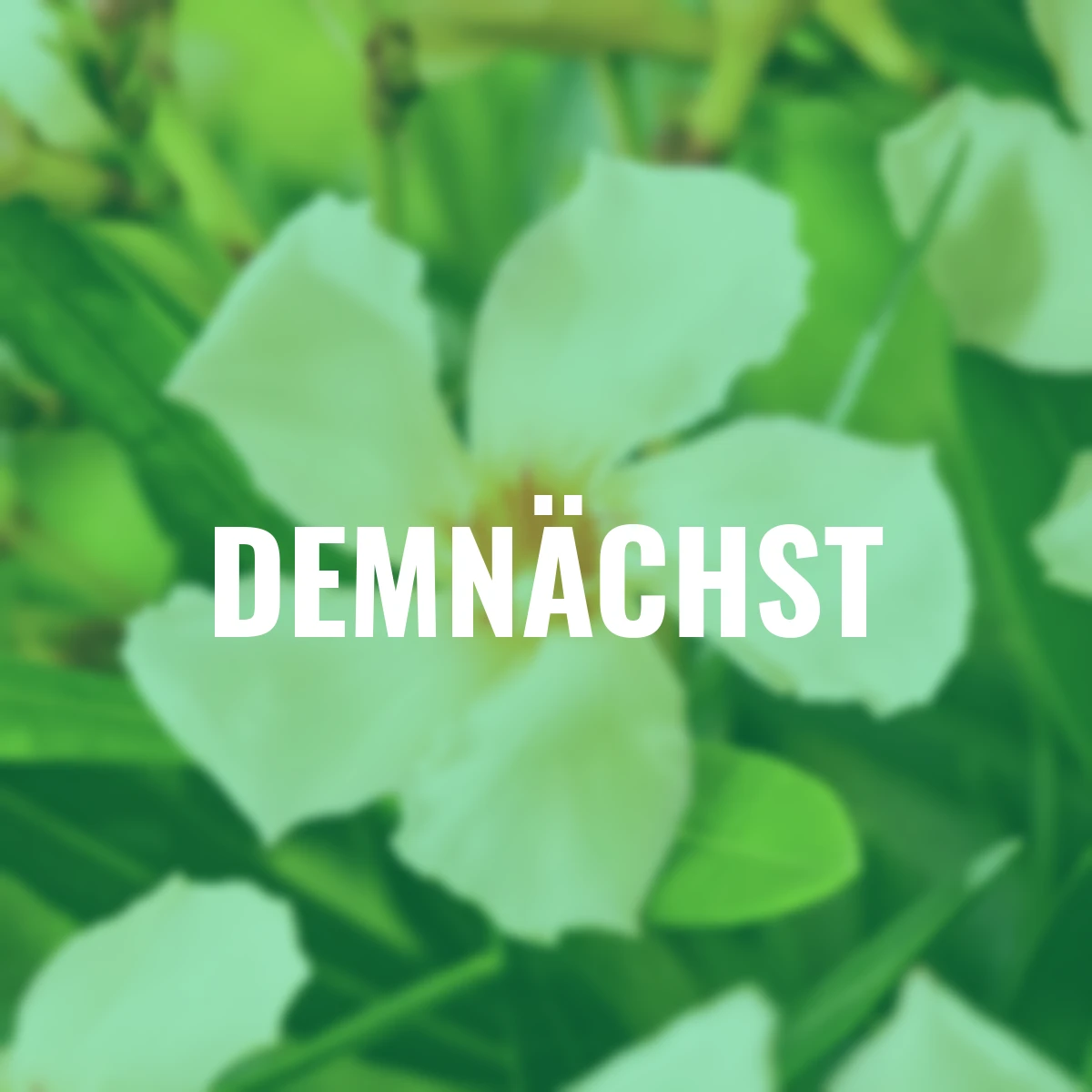 Oleander Busch, gelb