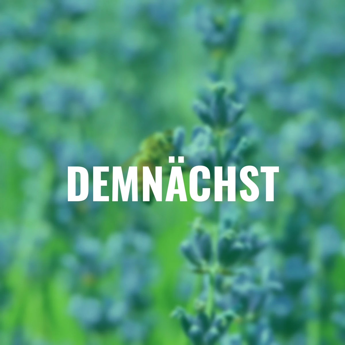 Minigarten - Echter Lavendel - BIO