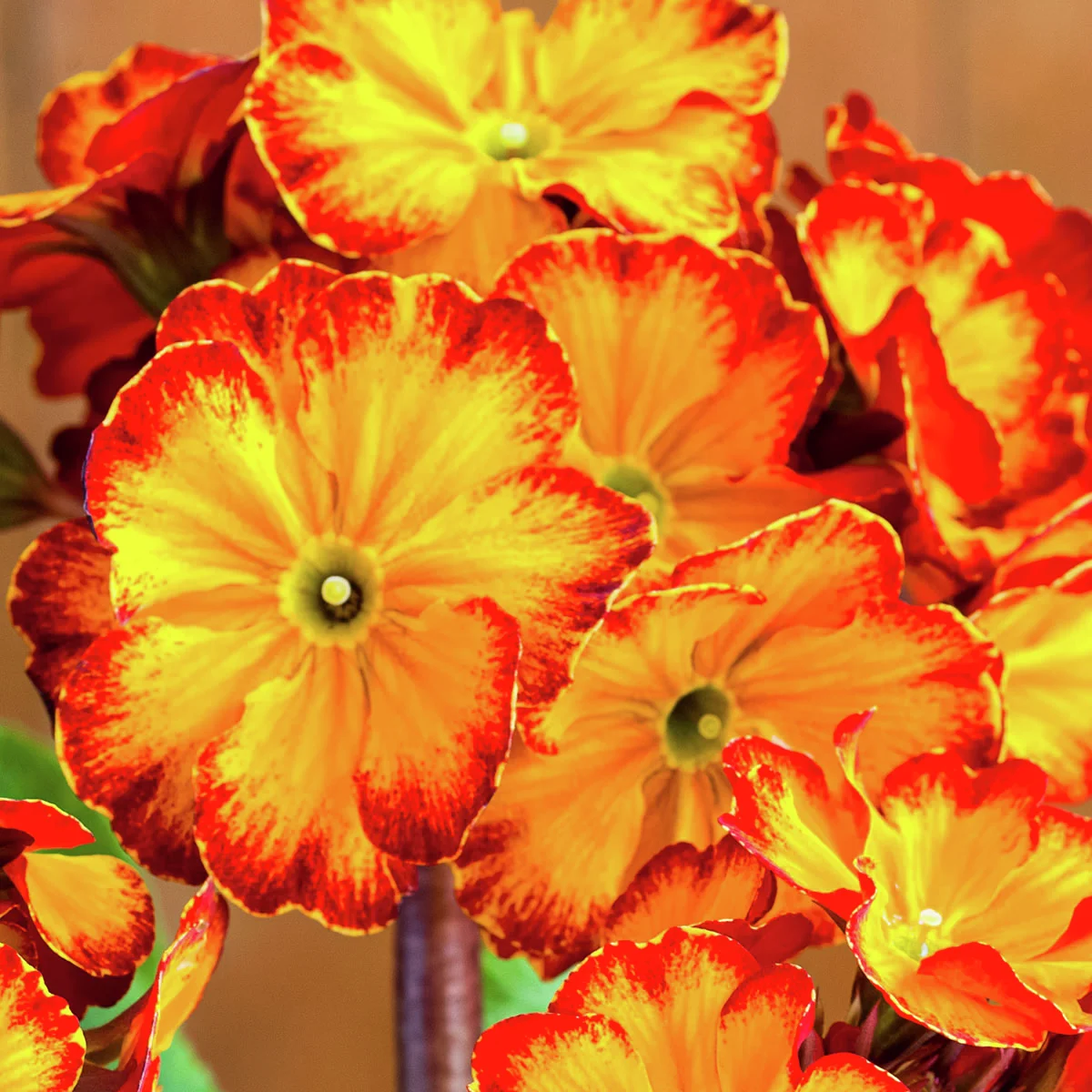 Stängel-Primel Inara® Flame