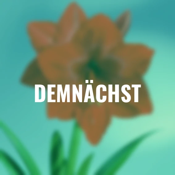 Amaryllis in Santa Claus-Socke