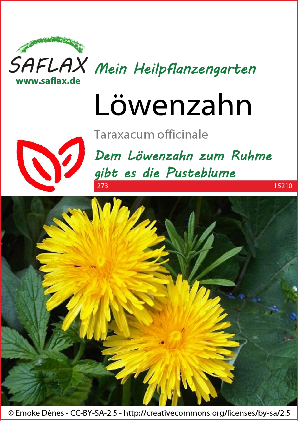 Löwenzahnsamen