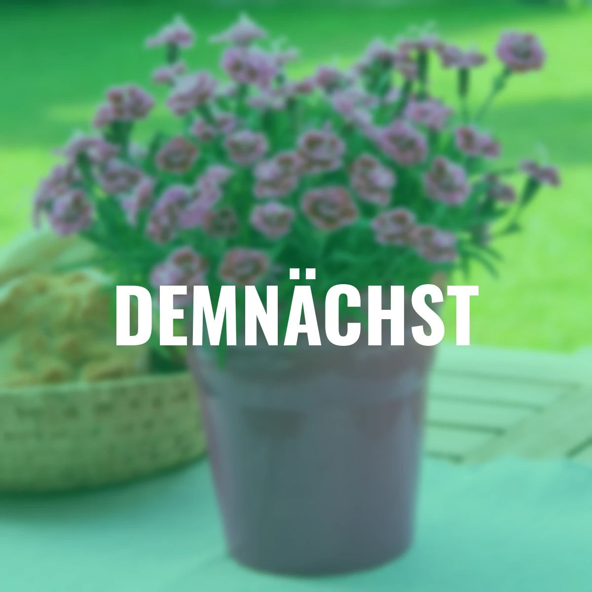 Garten-Nelke Purple Wedding