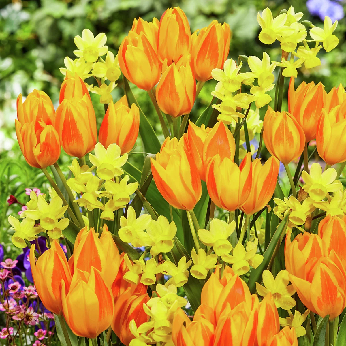 Blumenzwiebel-Mischung Happy Together