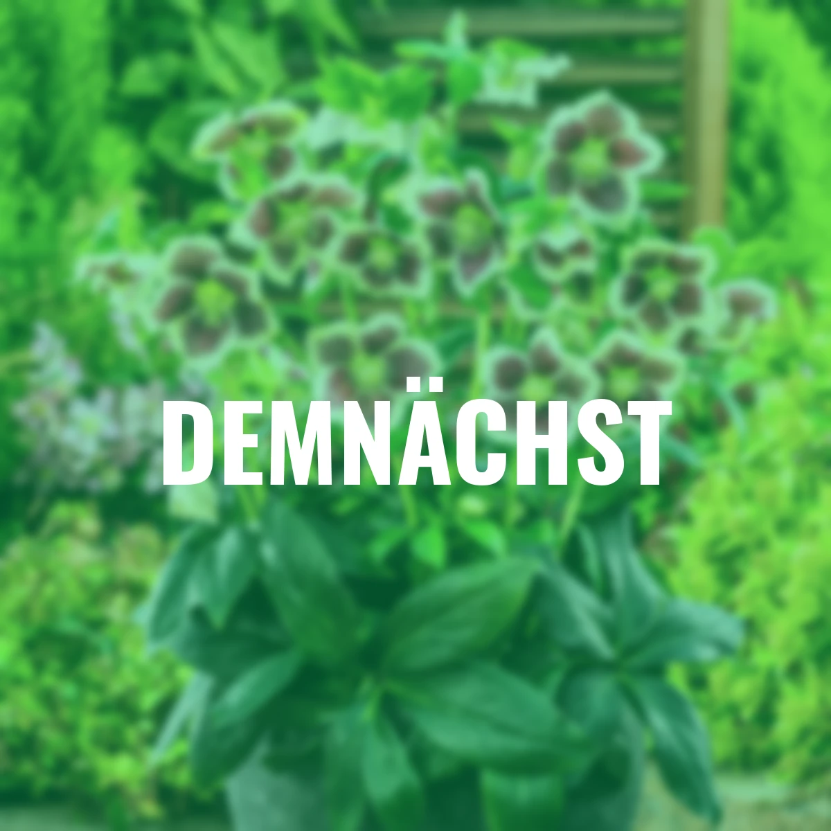 Lenzrose ViV Serafina, Höhe ca. 20-25 cm