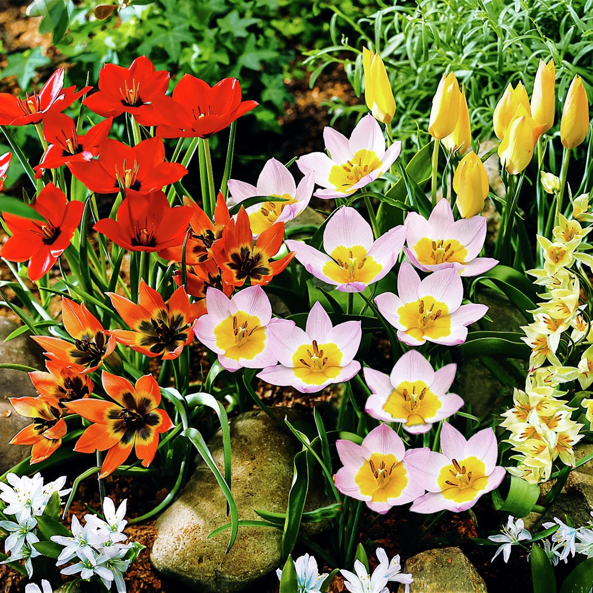 Blumenzwiebel-Set Wildtulpen