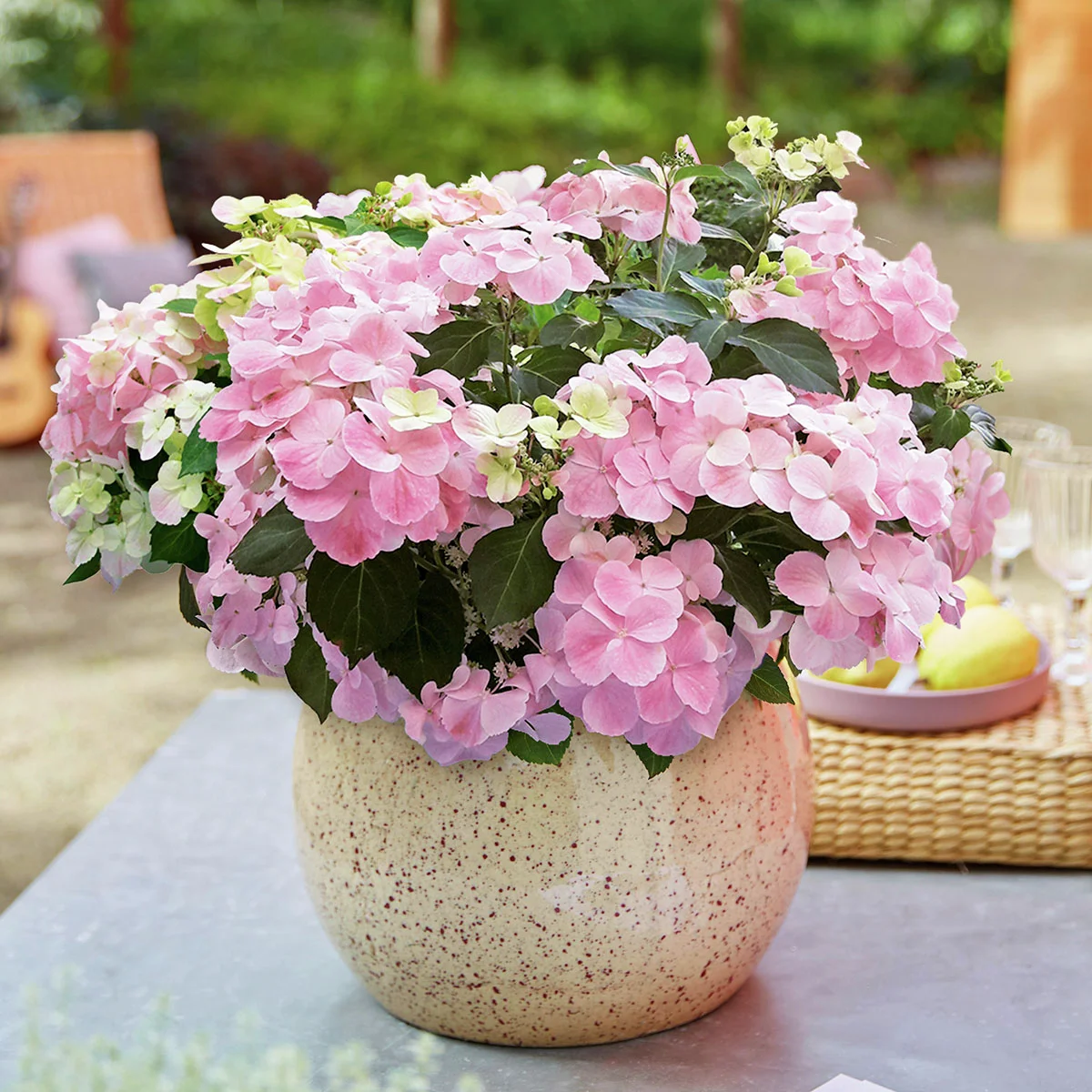 Gartenhortensie French Bolero, rosa