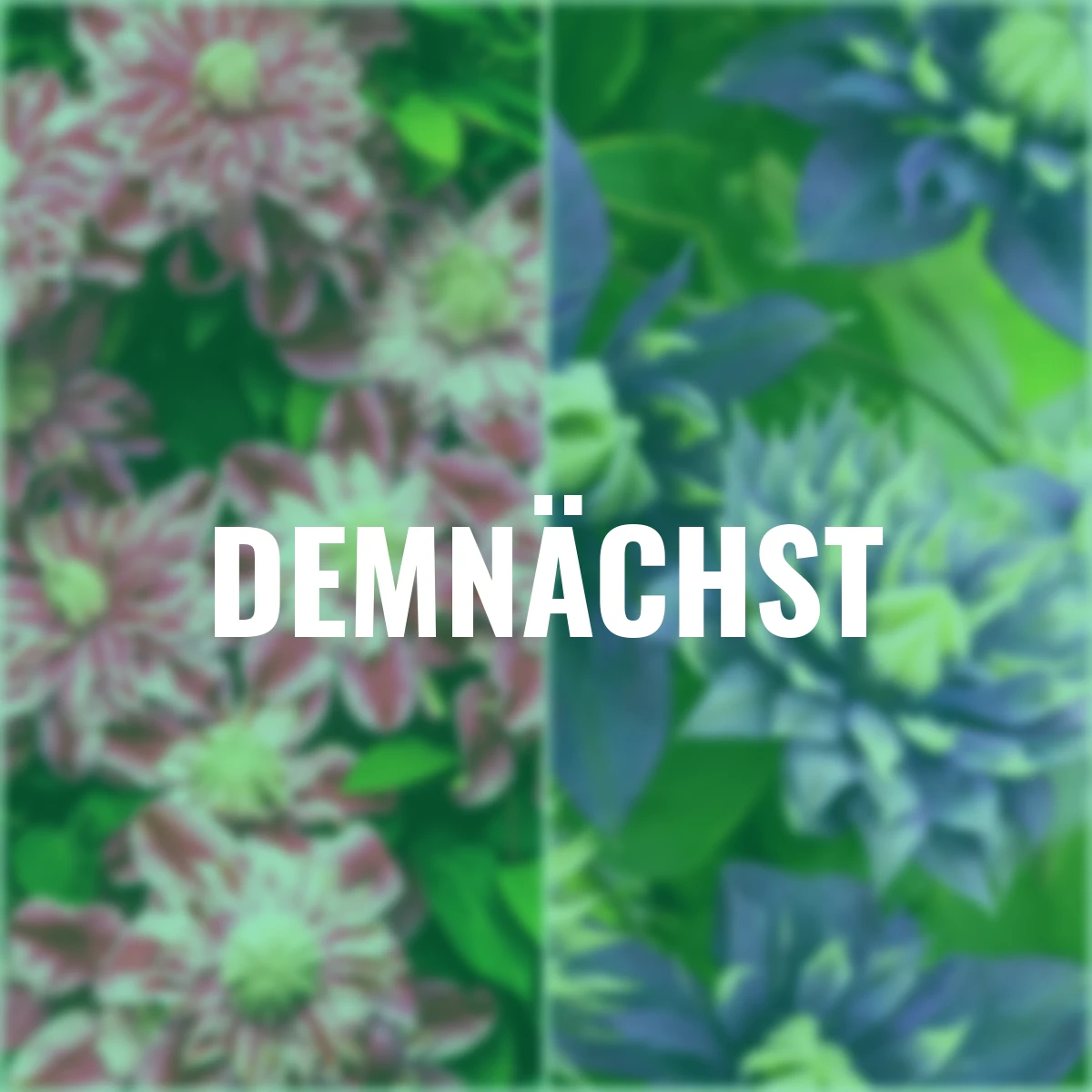 Clematis-Set Zauberpaar