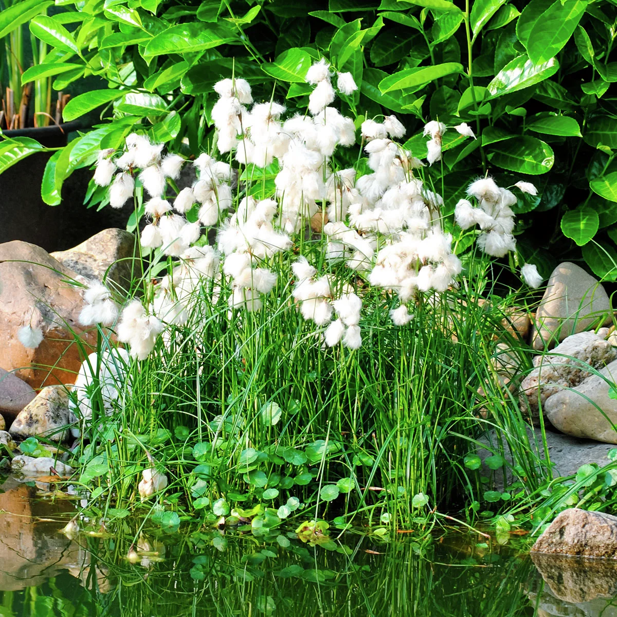 Schmalblättriges Wollgras