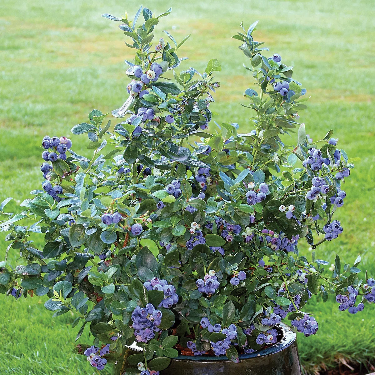 Topf-Heidelbeere Northcountry