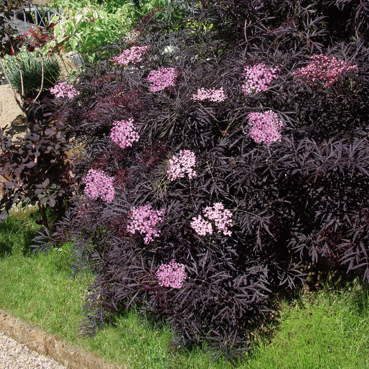 Duft-Holunder Black Lace(R), im ca. 19 cm-Topf