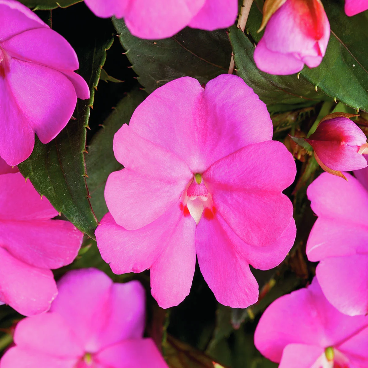 Fleißiges-Lieschen Sunpations™ Lilac