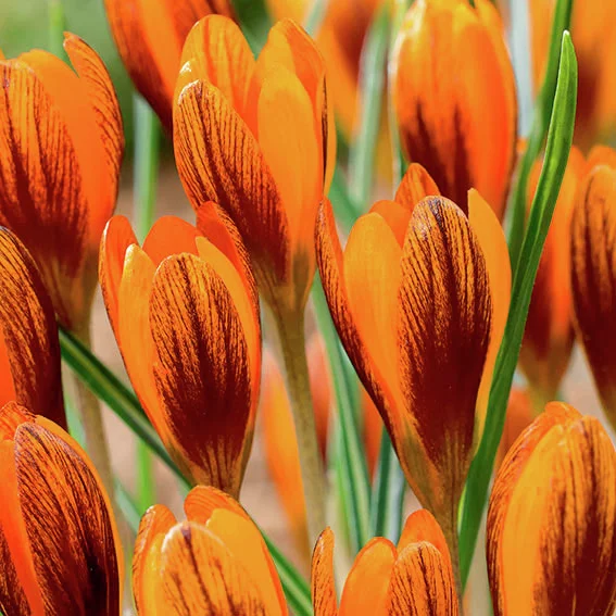 Wildkrokus Orange Monarch