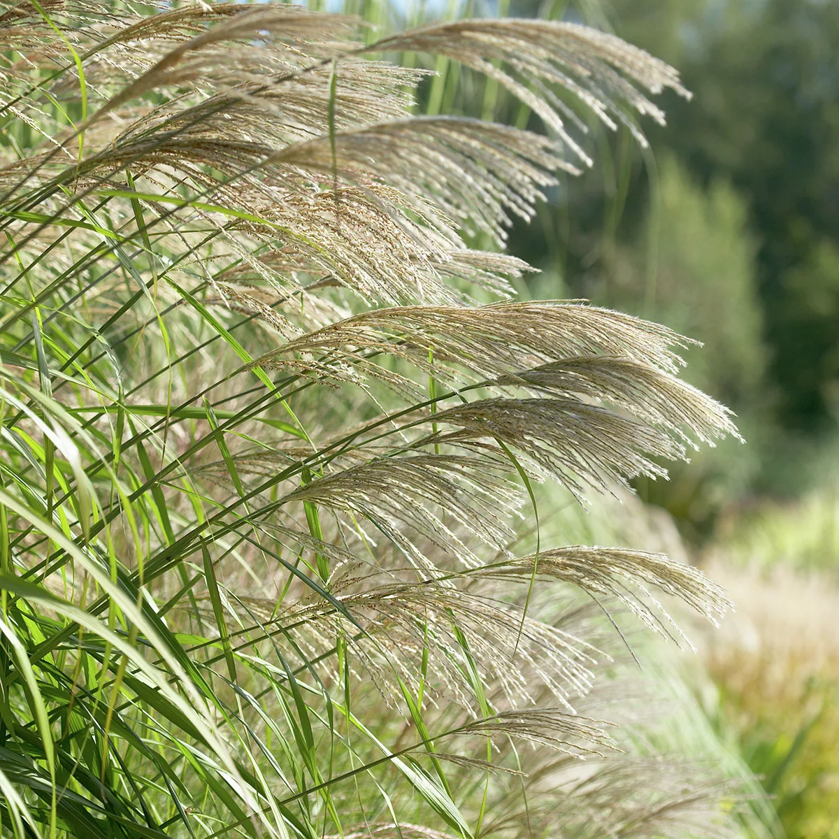 Chinaschilf Federweißer