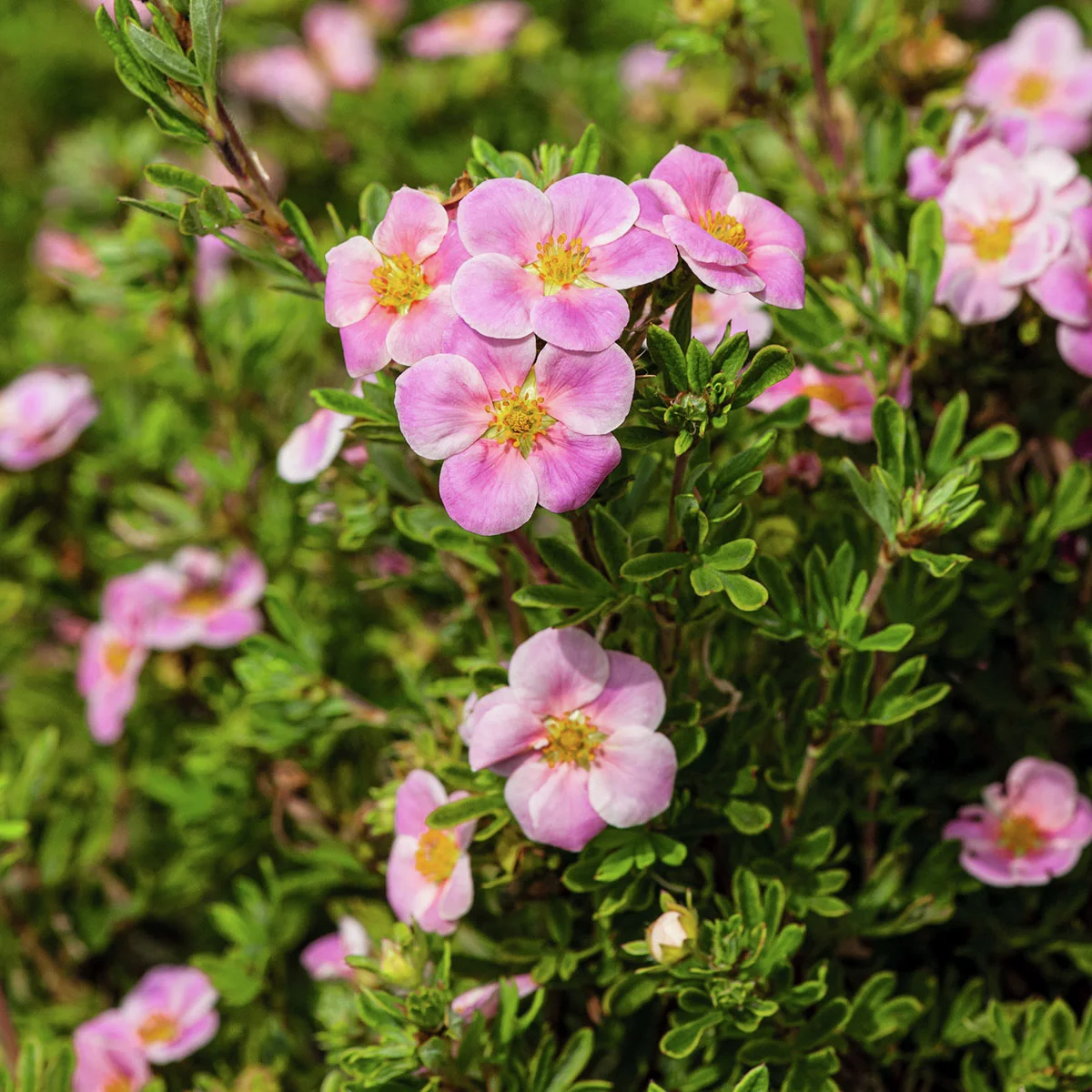 Fingerstrauch Pink Paradise