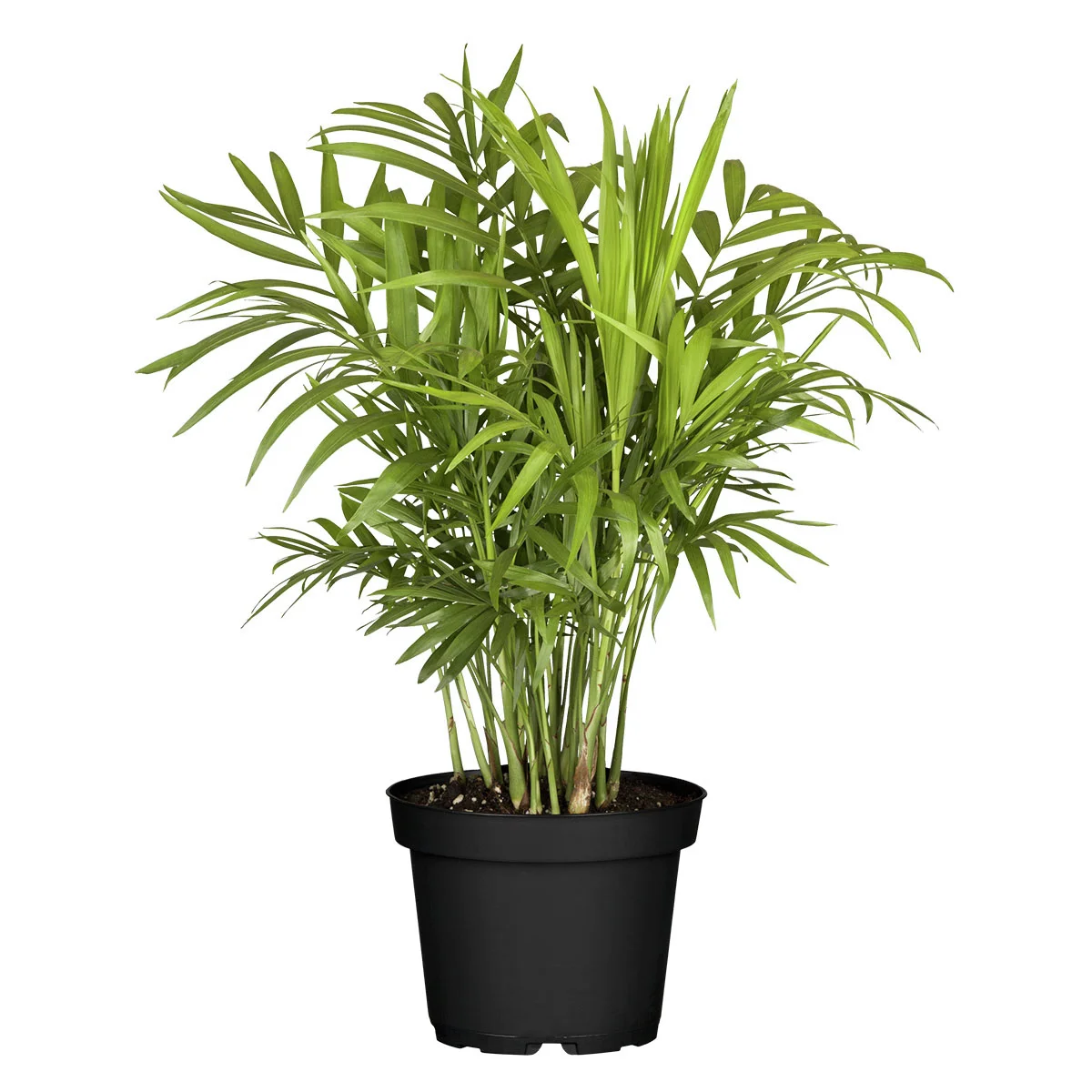 Bergpalme, im ca. 15 cm-Topf, Höhe ca. 40-60 cm