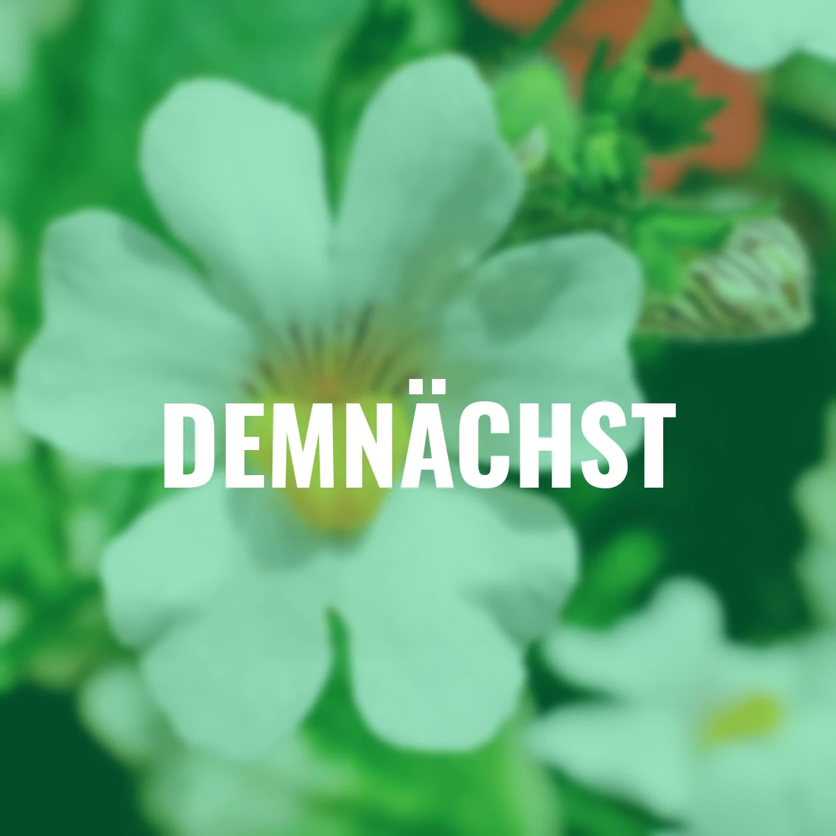 Elfenspiegel Snow Angel, weiß-gelb