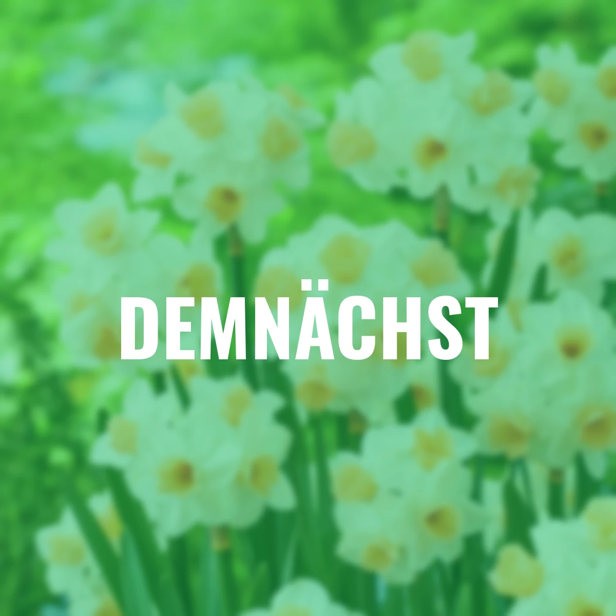 Narzisse Kapiti Peach