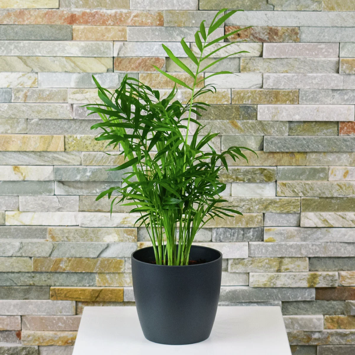 Bergpalme, im ca. 15 cm-Topf, Höhe ca. 40-60 cm