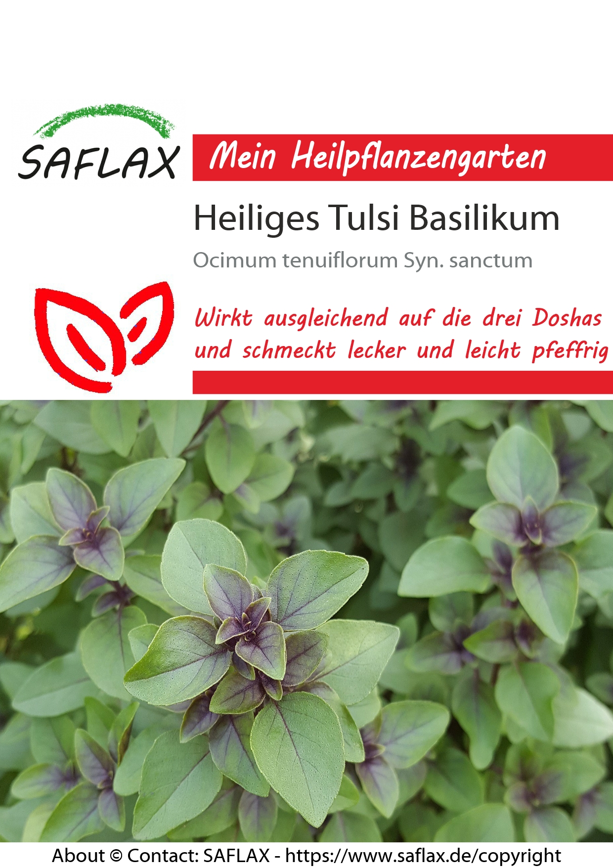 Heiliges Tulsi Basilikum - Samen